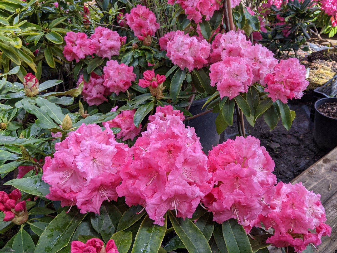 Unnamed hybrid seedling